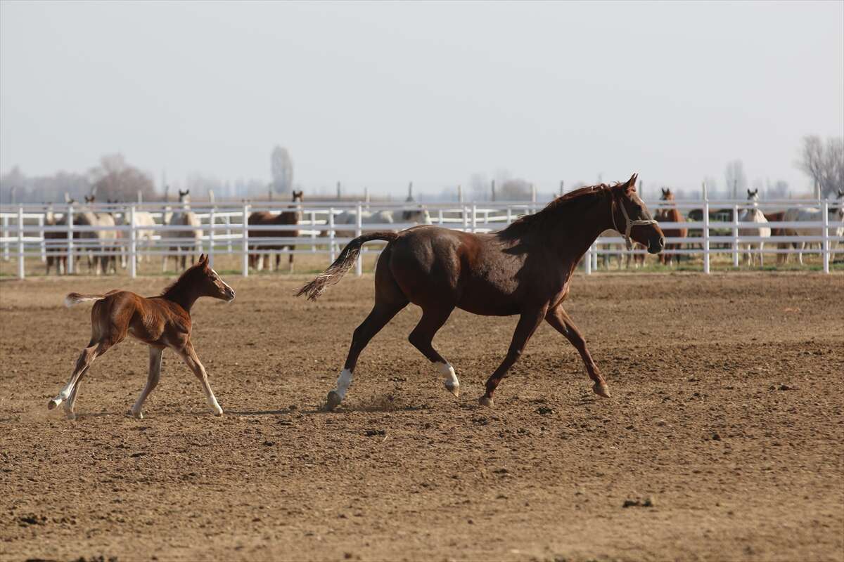 TİGEM’de 120 Safkan Arap Tayı satışa çıkacak 14
